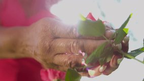 Hands only close up flowering rose bushes being tended by senior ethnic female Healthy Lifestyle - Powered by Shutterstock - Get 15% off with code: PIKWIZARD15