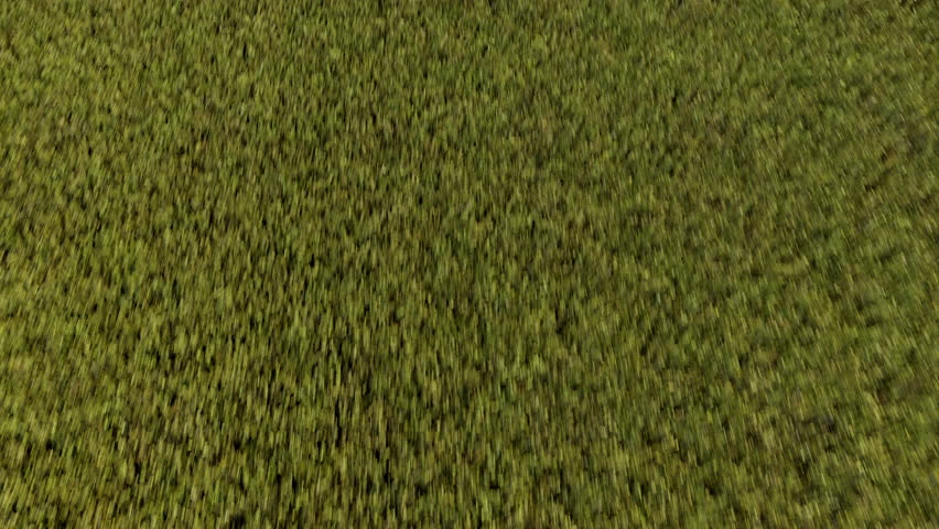 failure missing the target,camera follows ball on golf course that misses the hole,unsuccessful unluck concept