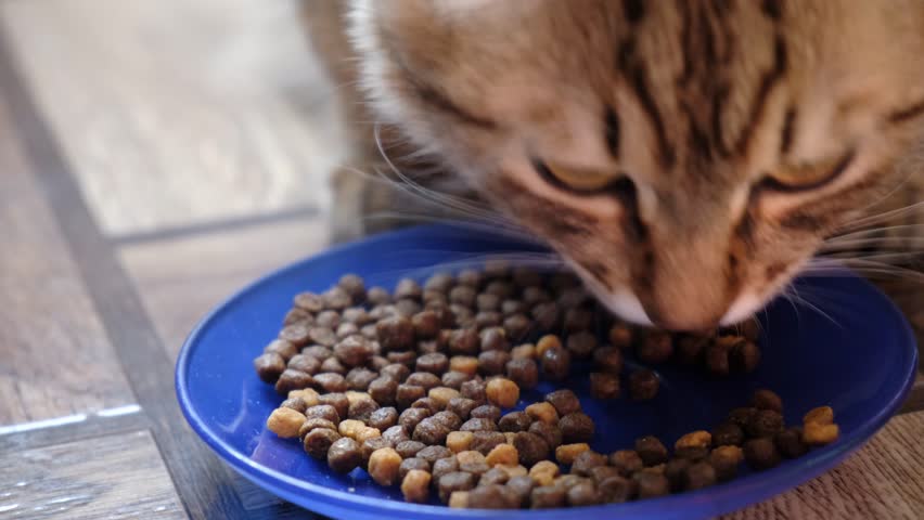 Domestic cat enjoys eating dry cat food. Close-up of a pet