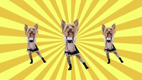 Women with Yorkshire Terrier heads dressed in traditional Bavarian attire, dancing against vibrant yellow background. Stop motion, animation. Concept of animals, Oktoberfest, tradition, beer festival - Powered by Shutterstock - Get 15% off with code: PIKWIZARD15
