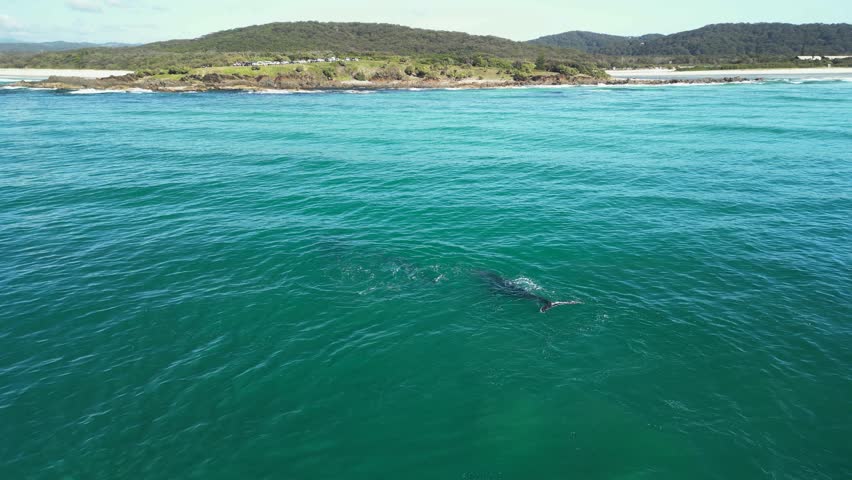 Humpback Whales swim slowly towards a scenic headland and popular tourist spot. Static drone view