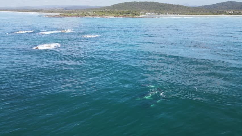 A pod of Humpback Whales swim over a reef system near a scenic coastal headland and mountain range. Drone view