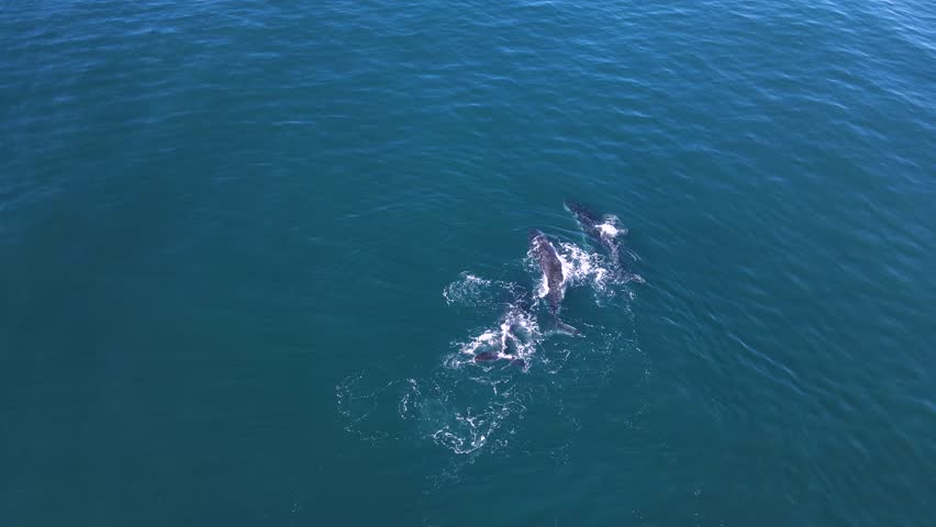 A group of Humpback Whales displaying courtship and mating behaviour. Wildlife drone view