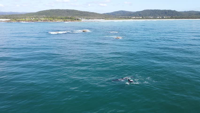Humpback Whales swim over a reef system close to a scenic coastal headland and mountain range. Drone view