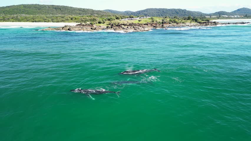 A pod of whales playfully swim near a scenic coastal headland beach and mountain range. Static drone view