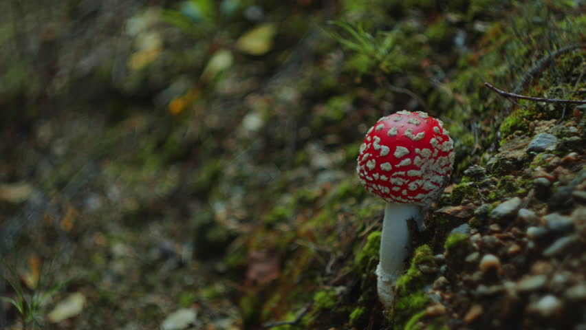 Bright fly agaric mushroom with vibrant red and white cap growing on the mossy leaf-strewn forest floor. Close-up shot