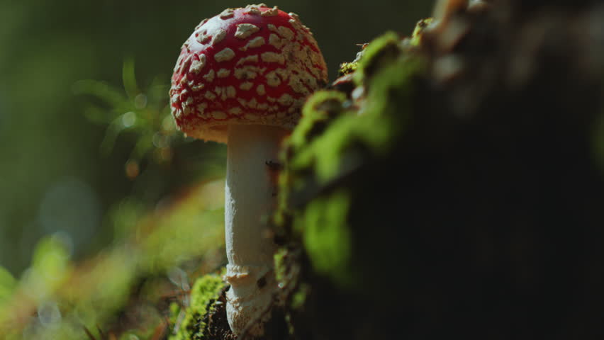 Poisonous Amanita Muscaria mushroom growing on sunlit moss in autumn forest. Extreme close-up view