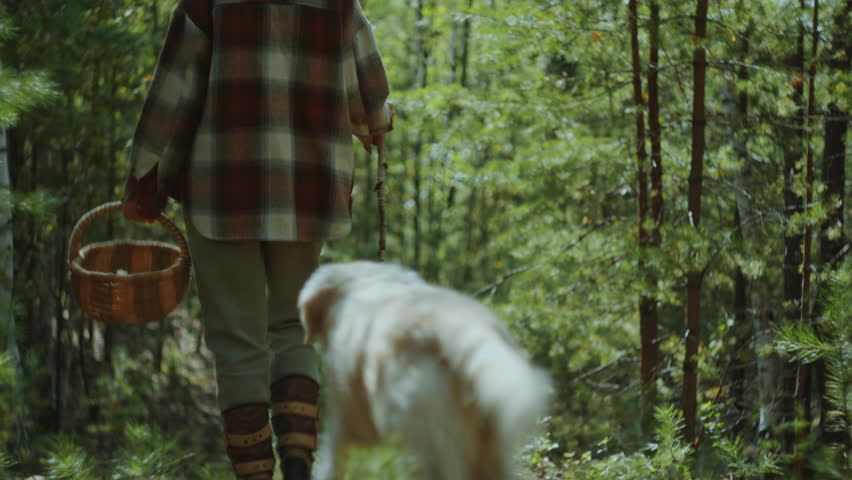 Female forager holding wicker basket and wooden stick walking through dense forest with golden retriever dog. Back view