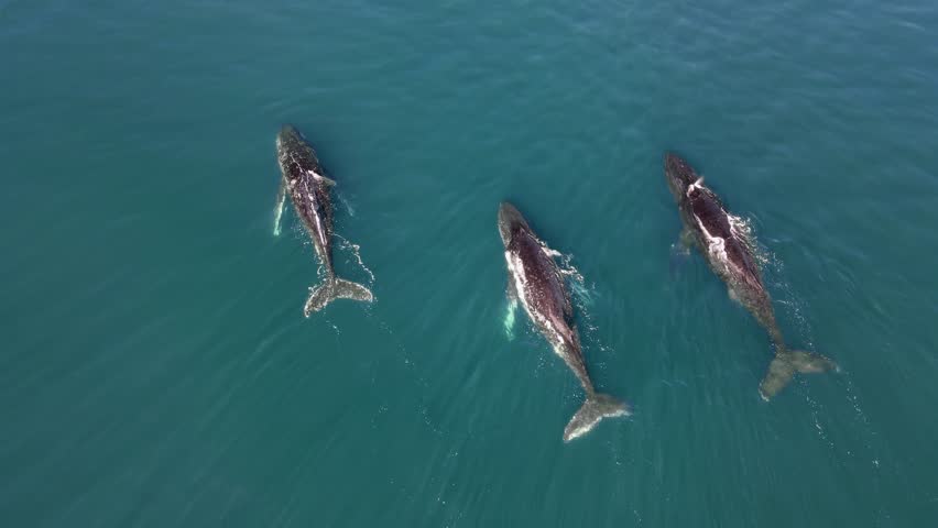A pod of whales displaying social behaviour while travelling on their yearly migration south. Drone view