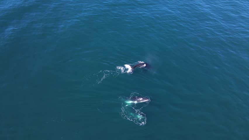 A pod of Humpback Whales displaying courtship and mating behaviour. Wildlife drone view