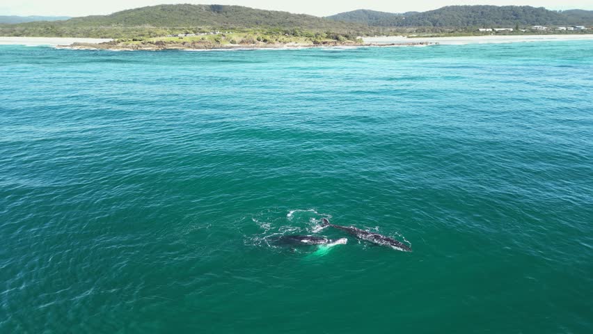 Humpback Whales displaying courtship and mating behaviour close to a scenic headland and mountain range. Wildlife drone view