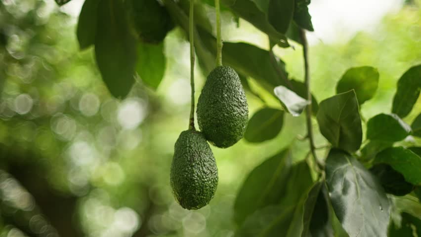 SLOW MOTION SHOT OF AVOCADOS ON A TREE WITH A BLURY BACKGROUND AND DOLLY OUT