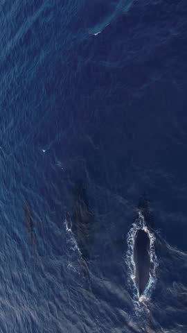 Endangered ecosystem. Aerial view humpback whales flock of 6 wild animals. Cinematic vertical drone footage whales family with mother and calves together blowing water fountains and creating rainbow