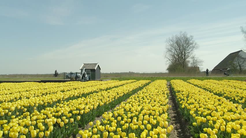 Aerial view of colorful tulip fields in Lisse, South Holland, Netherlands.