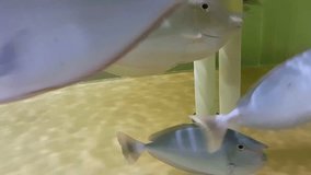 Amazing Bluespine Unicorn Tang,  This species is found in the Indo-Pacific.[3] It is occasionally found in the aquarium trade. It grows to a size of 70 cm in length - Powered by Shutterstock - Get 15% off with code: PIKWIZARD15