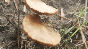 Fairy ring or pixie mushroom growing in forest - Powered by Shutterstock - Get 15% off with code: PIKWIZARD15