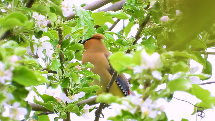 gorgeous Cedar Waxwing bird in a blossoming tree