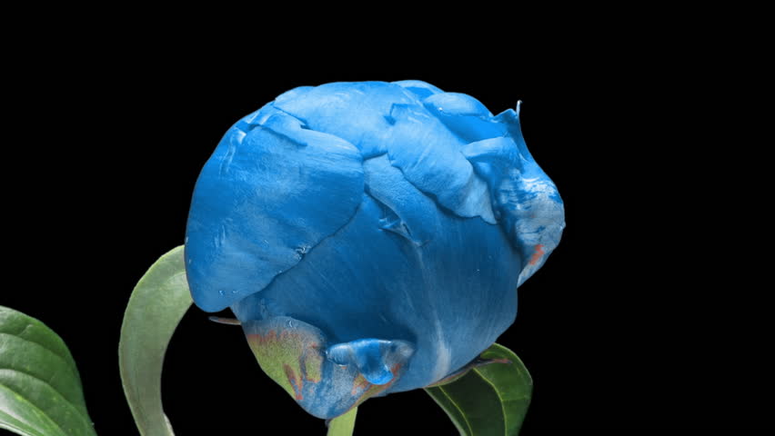 Beautiful Blue Peonies Bloom on Black Background - Mother's Day Concept, Holiday, Love, Time Lapse