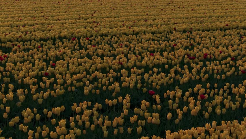 Aerial view of vibrant tulip fields with windmills at sunrise, Cornwerd, Friesland, Netherlands.