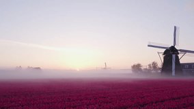 Aerial view of vibrant tulip fields with windmill and pink flowers at sunrise, Noordwijkerhout, Netherlands. - Powered by Shutterstock - Get 15% off with code: PIKWIZARD15