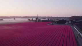 Aerial view of tulip fields with windmill and fog at sunrise, Noordwijkerhout, Netherlands. - Powered by Shutterstock - Get 15% off with code: PIKWIZARD15