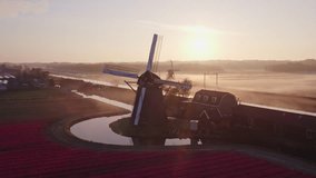 Aerial view of tulip fields and windmills in sunrise with fog, Noordwijkerhout, Netherlands. - Powered by Shutterstock - Get 15% off with code: PIKWIZARD15
