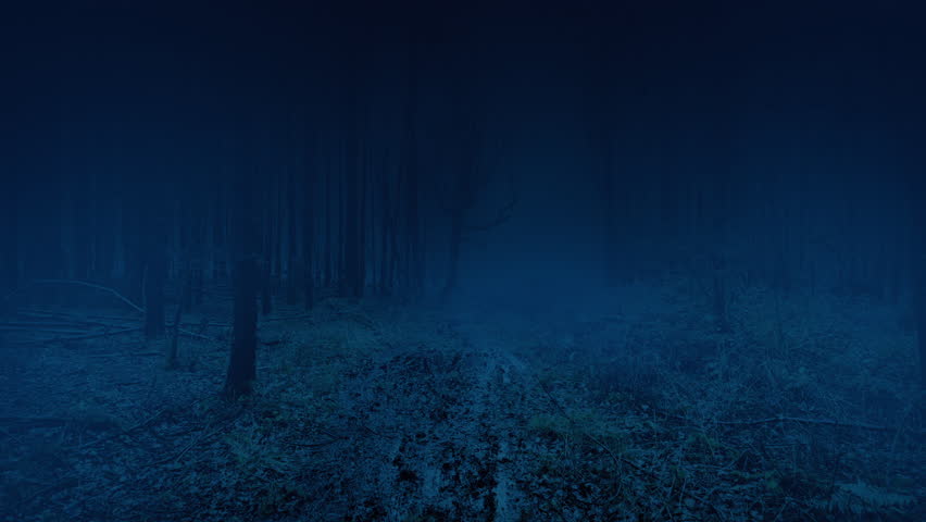 Misty Woodland Trail In The Dark