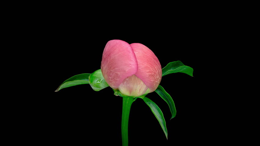 Pink peony flower blooming on black background. Blooming peony flower close-up. Wedding backdrop, Valentine