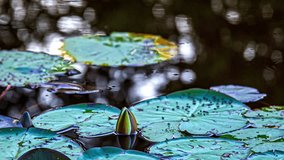Water lily aphids crawling on floating pads as the lotus flower blossom blooms - time lapse - Powered by Shutterstock - Get 15% off with code: PIKWIZARD15