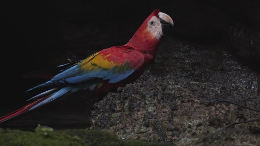 Slow motion of scarlet macaw sitting on ground to drink water from a salt lick