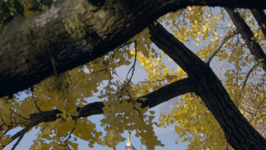 Tilt down shot of historic landmark Osaka Castle with golden gingko trees in the autumn season, Osaka, Japan. 