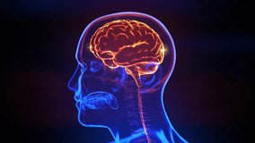 Levels of Human Intelligence 3D Rendering - Powered by Shutterstock - Get 15% off with code: PIKWIZARD15