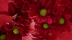 Dark red chrysanthemum flowers float in the water. Tiny crimson chrysanthemum flowers swing on the water surface on a red background. Concept of beauty, health, wellness, self-care. Super slow motion - Powered by Shutterstock - Get 15% off with code: PIKWIZARD15