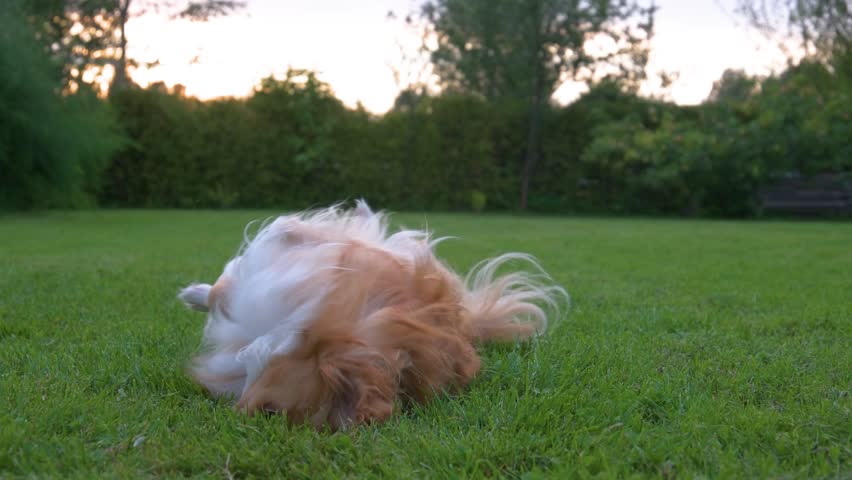 This slow-motion video shows a Chihuahua joyfully tumbling in the grass.