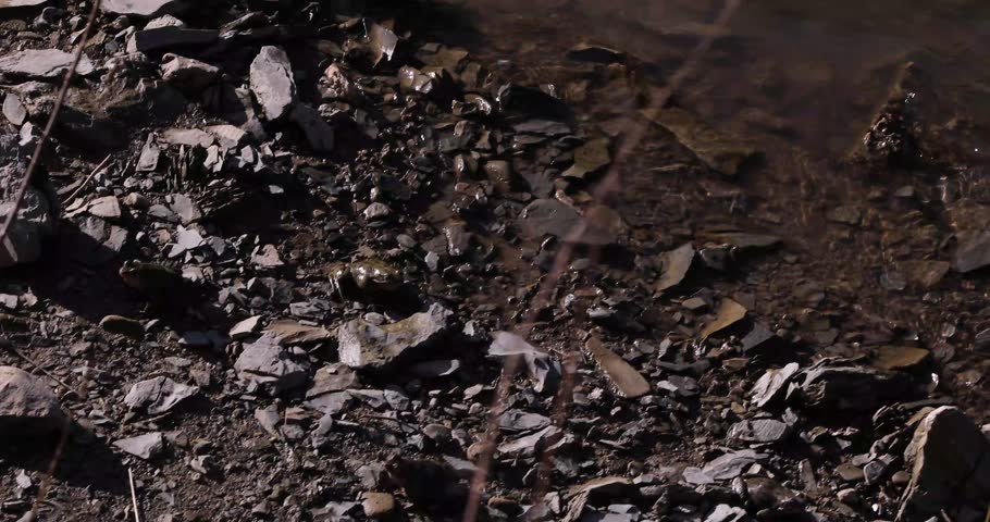 frog basking on rocks near a mountain river on a sunny day, Ecology, Earth Day.