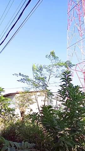 Moringa trees are plants that can grow quickly, live long, flower all year round, and can withstand extreme hot conditions. This plant comes from tropical and subtropical areas in South Asia.