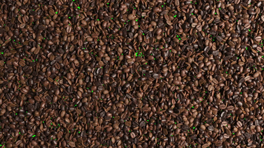 Top view of Coffee beans seeds animation Exploding movement for transition isolate on green screen background effect. 3d animation.