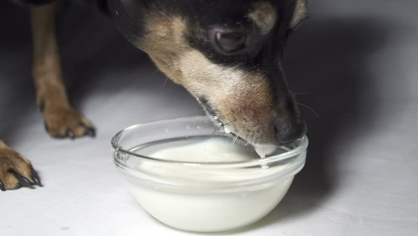 Slow Motion: Dog Drinking Milk Stock Footage Video (100% Royalty-free)  3590387 | Shutterstock
