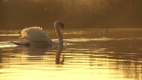 SLOW MOTION: Swan swimming in a lake