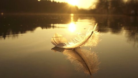 SLOW MOTION: Feather falls into the lake water at beautiful golden sunset in sunny summer