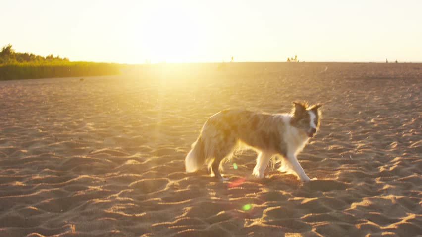 Border Collie walking along the beach as the sun rises in the background. The dog appears relaxed and calm, enjoying the quiet start of the day.