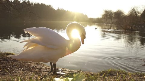 SLOW MOTION: Swan cleaning his feathers