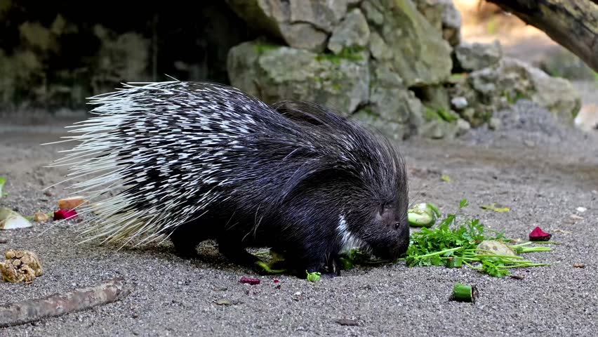 The Indian crested Porcupine, Hystrix indica or Indian porcupine is a large species of hystricomorph rodent belonging to the Old World porcupine family, Hystricidae