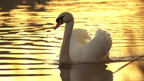 SLOW MOTION: Swan at sunset