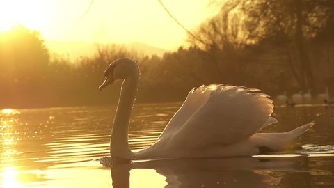SLOW MOTION: swan swimming