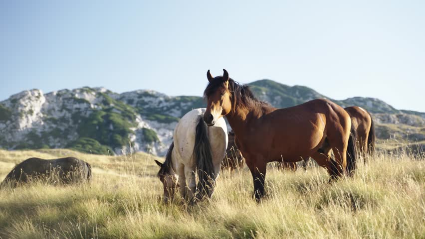 Wild Balkan Horeses in different colors grazing in the valley of Dormitor National Park sourrounded by the mountains of Montenegro europe in the summer time. Brown, white and black colored