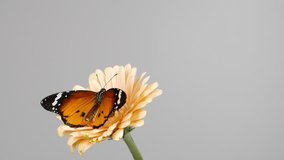 Close-up monarch butterfly opening wings on a daisy flowers on grey background - Powered by Shutterstock - Get 15% off with code: PIKWIZARD15