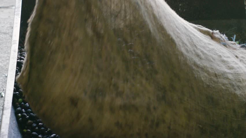 Emptying a large blurb sack of black olive grains in the oil making machine.