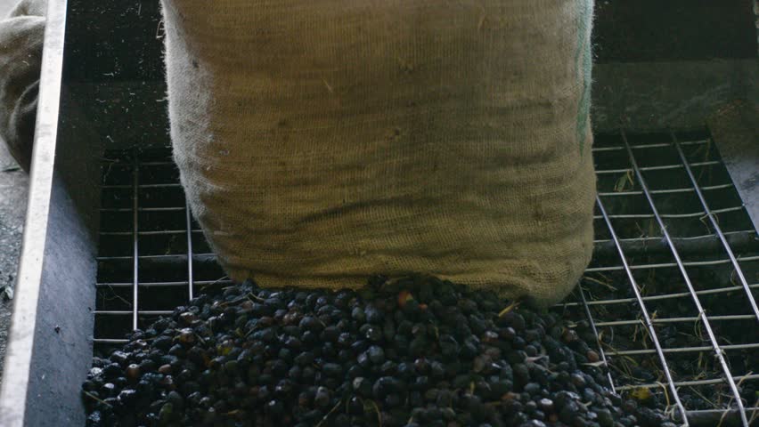 Emptying blurb sack of black olive grains in an oil-making machine.