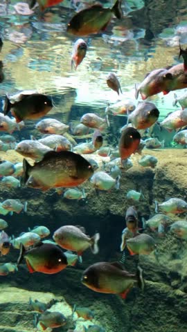 A school of piranhas fish swimming together in an aquarium. This vertical video captures the colorful and vibrant aquatic life as the fish move in harmony. Ideal for showcasing underwater life.